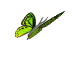 Image of a butterfly